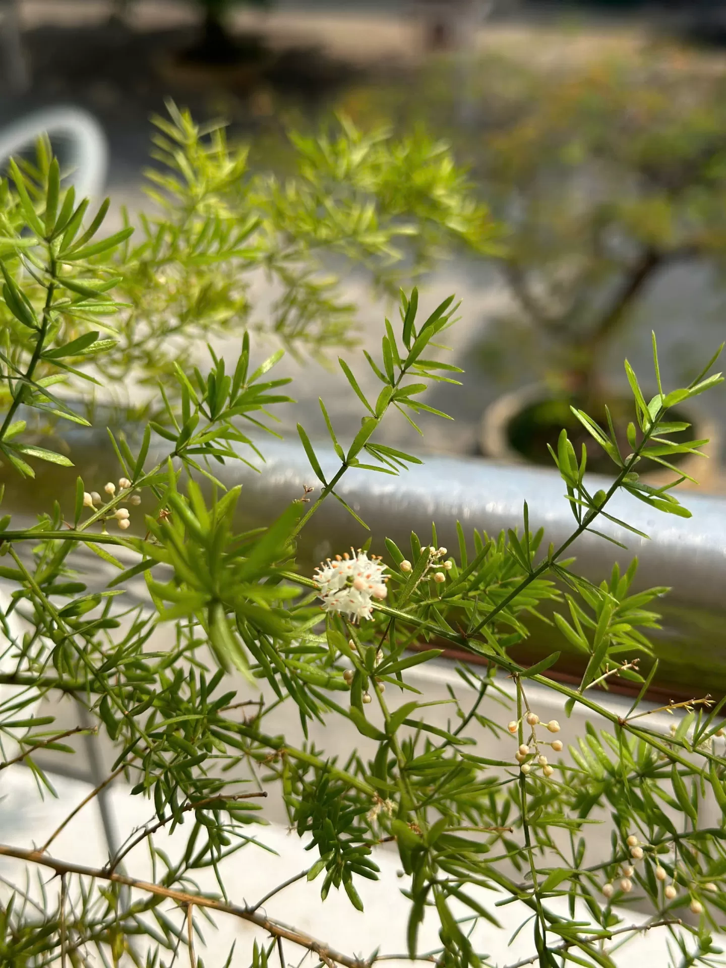 HƯỞNG ỨNG NGÀY CHỦ NHẬT XANH - LẦN THỨ 156