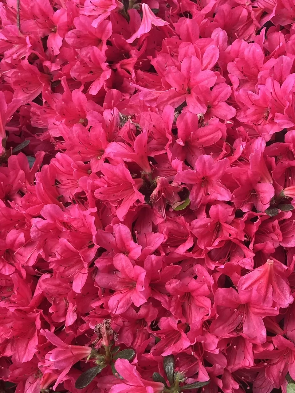 GIỚI THIỆU THÔNG TIN NHÂN SỰ ỨNG CỬ ĐẠI BIỂU QUỐC HỘI KHÓA XVI VÀ ĐẠI BIỂU HỘI ĐỒNG NHÂN DÂN THÀNH PHỐ NHIỆM KỲ 2026 - 2031 CỦA SỞ GIÁO DỤC VÀ ĐÀO TẠO THÀNH PHỐ HỒ CHÍ MINH